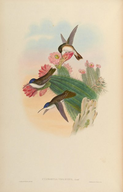 Cyanomyia violiceps = Amazilia violiceps door John Gould